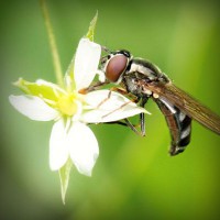 /album/florarie-online/photolia-a02-jpg/