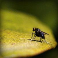 /album/florarie-online/photolia-a07-jpg/